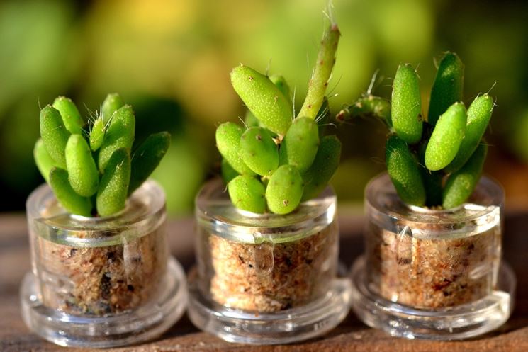 Cactus infestato dalla cocciniglia