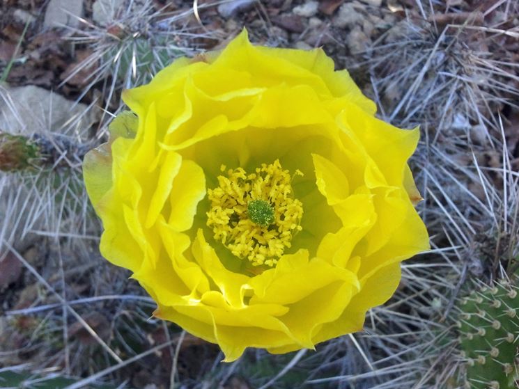 Fiore opuntia