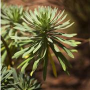 Esempio di pianta di Euphorbia