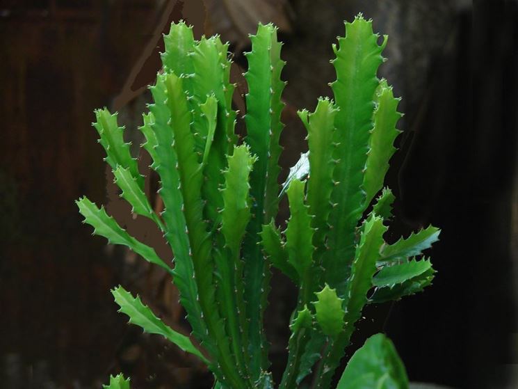 Esempio di Euphorbia succulenta