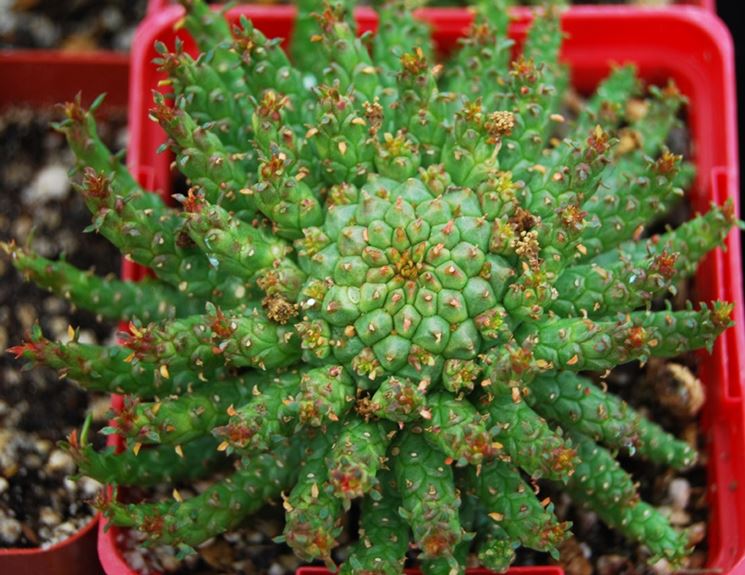 Euphorbia grassa spinosa