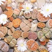 Le Lithops