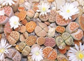 Lithops