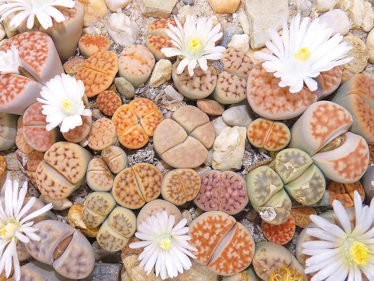 Le Lithops