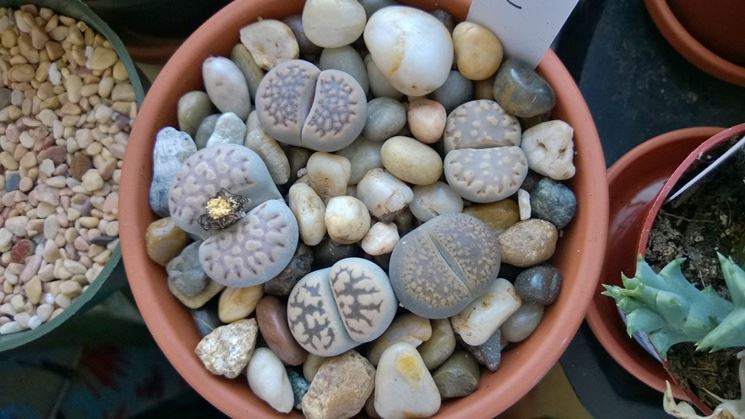 Le Lithops ricoverate nel vaso