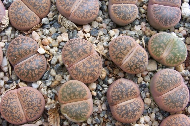 Le Lithops della variet Lesliei