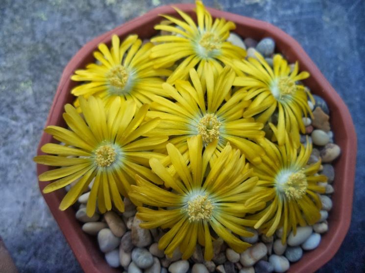 Tipica fioritura delle Lithops