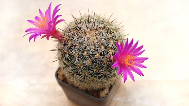 Mammillarie fiore