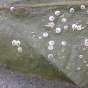 Cocciniglia vista in laboratorio