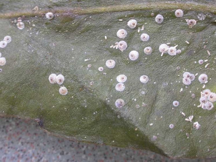 Cocciniglia vista in laboratorio