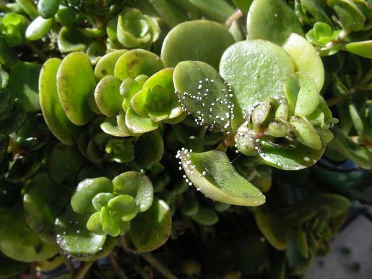 parassiti crassula