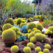 Tipi di Cactus