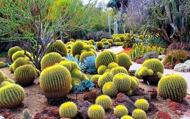 Tipi di Cactus