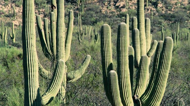 Saguaro