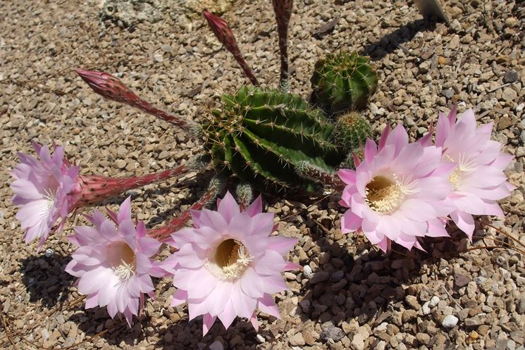 Pianta grassa con fiore