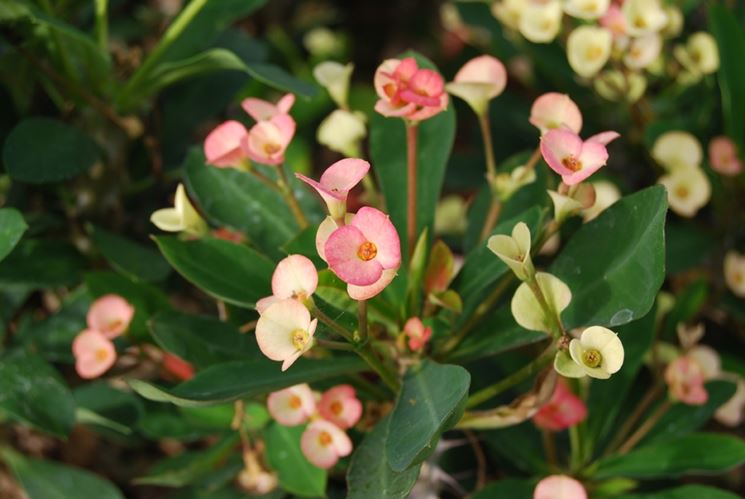 Piante grasse con fiori senza spine