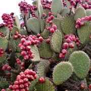 Cactus cactaceae