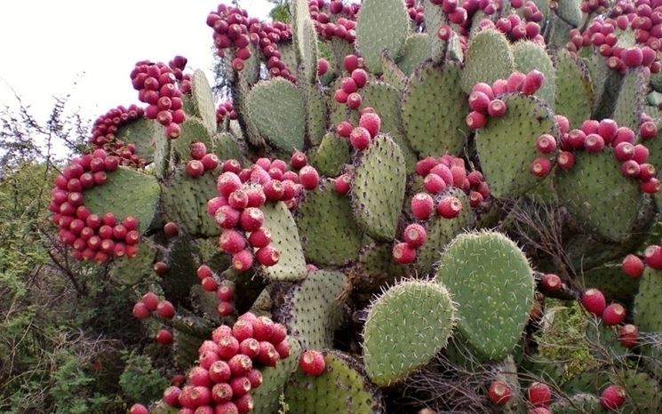 Cactus cactaceae