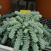 Sedum burrito