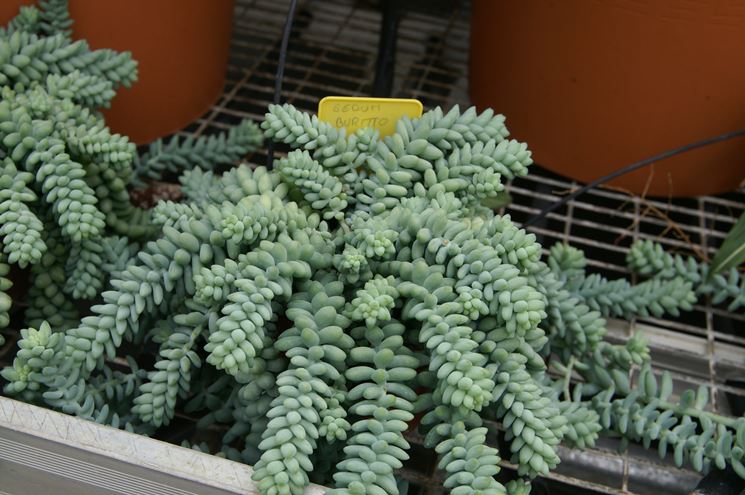 Sedum burrito