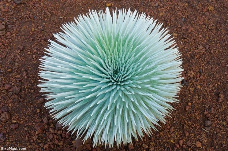 Haleakala Silversword