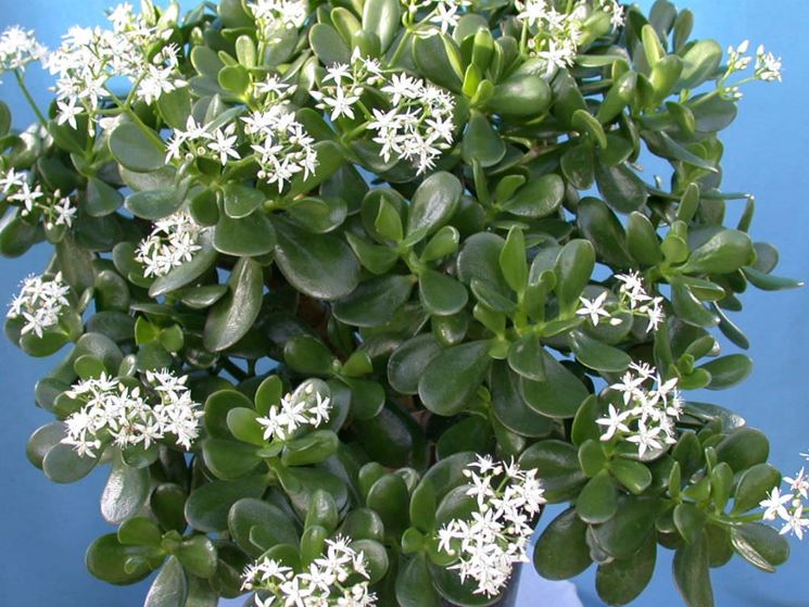 Crassula ovata fiorita