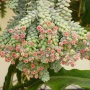 Infiorescenze della pianta di Sedum