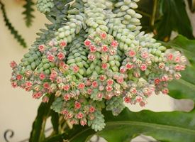 Sedum