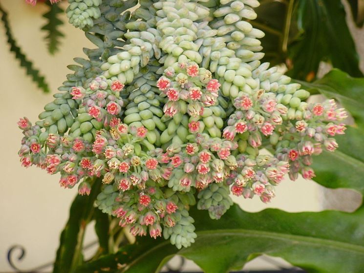 Infiorescenze della pianta di Sedum