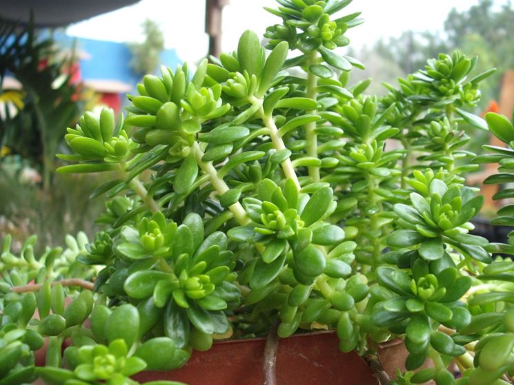 Foglie carnose di Sedum