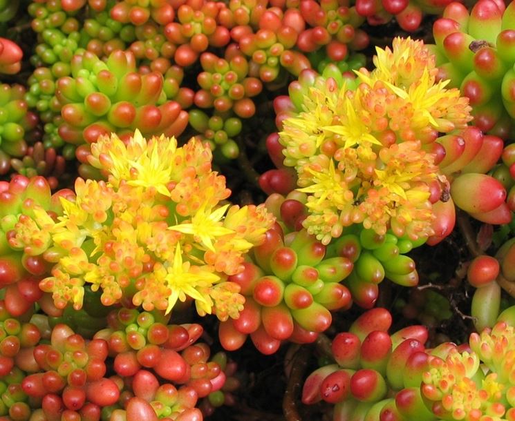 Fiori gialli di Sedum