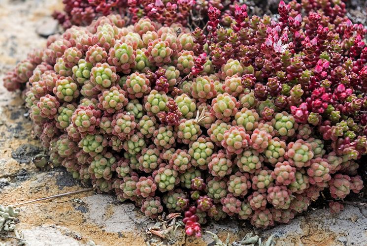 Pianta succulenta di Sedum