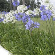 Agapanthus con fiori nei tipici colori