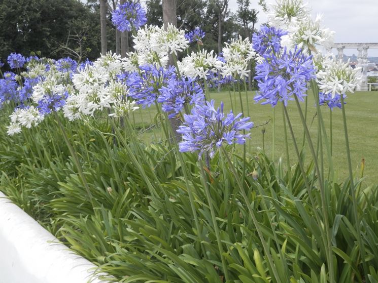 Agapanthus con fiori nei tipici colori