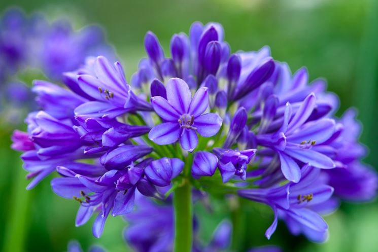 Fiore di Agapanthus