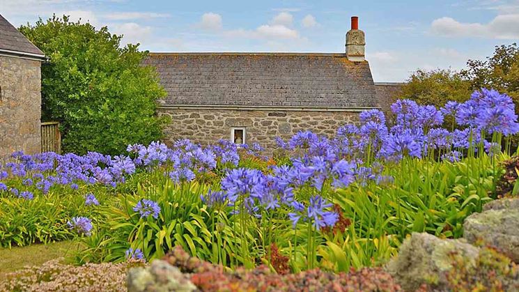 Aiuole di Agapanthus