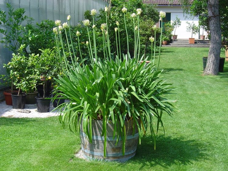 Agapanthus vaso