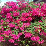 Bouganvillea color magenta