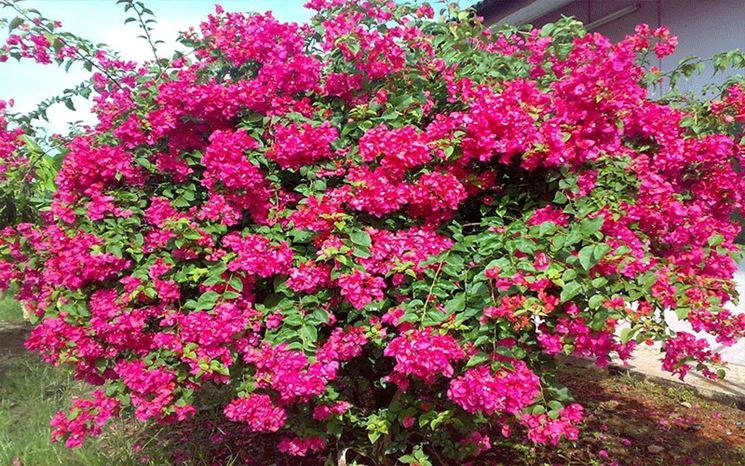 Bouganvillea color magenta