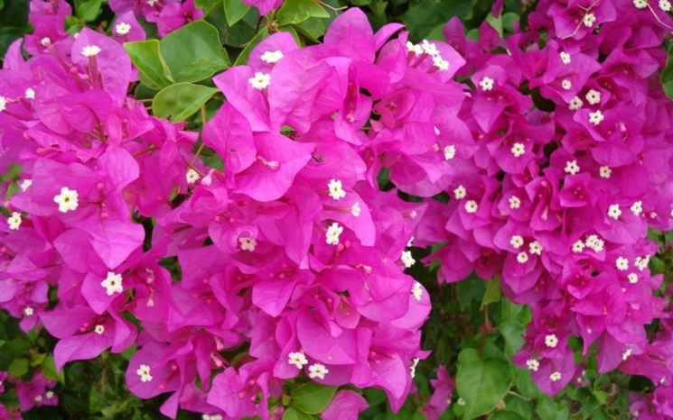 Fiori bianchi di bouganvillea