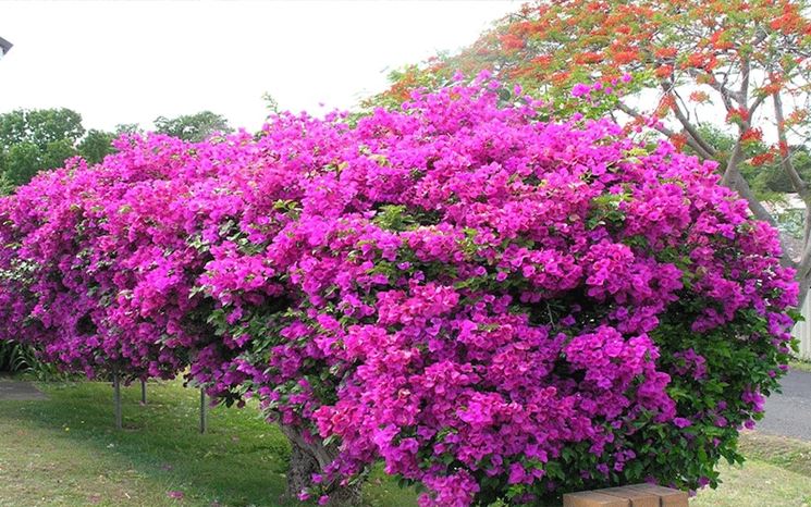 Cespugli di bouganvillea in giardino