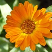 Il fiore aranciato della calendula