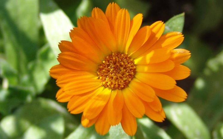 Il fiore aranciato della calendula