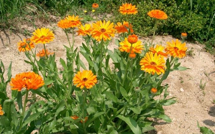 La calendula sotto il sole in giardino