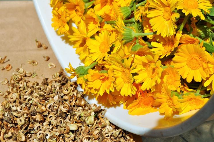 Fiori calendula