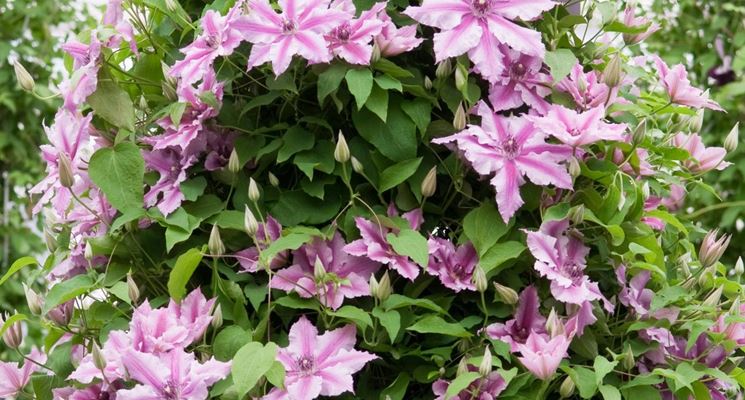 Clematis in vaso