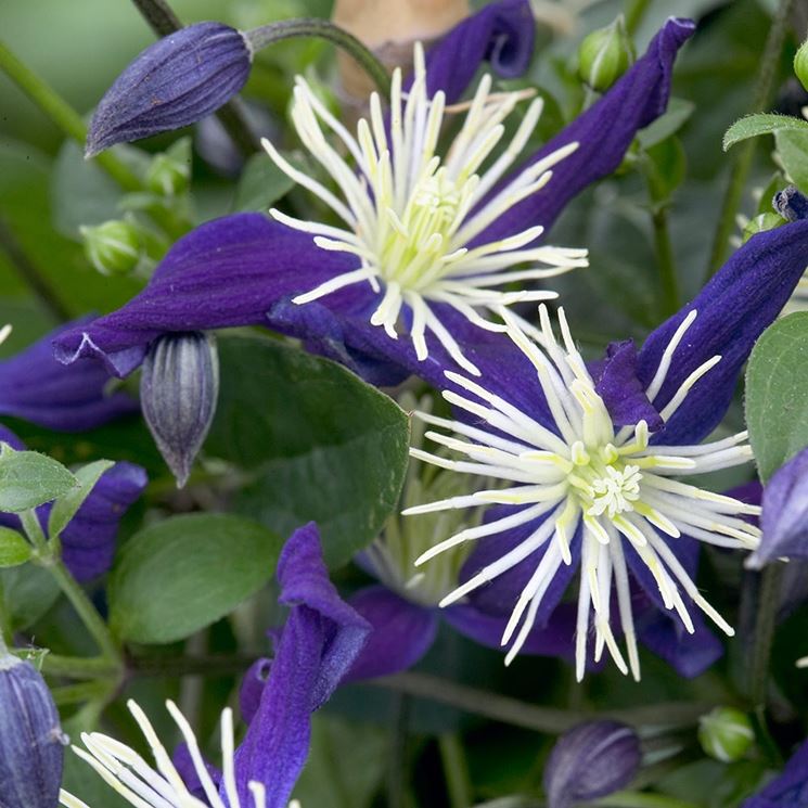 Clematis bicolore