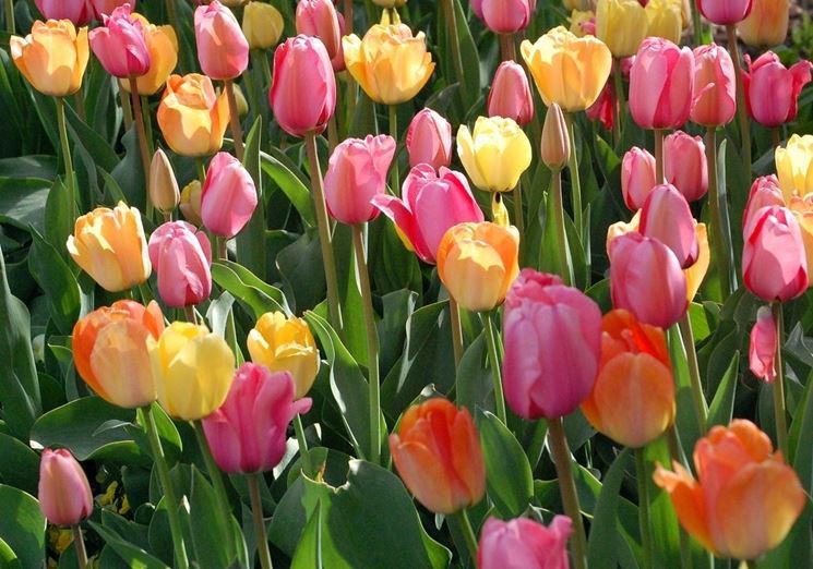 Tulipani colorati