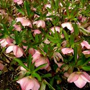 Helleborus