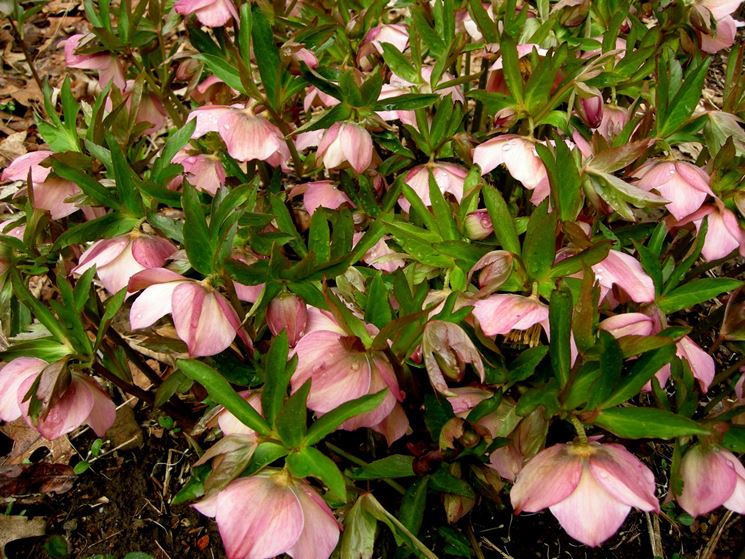 Helleborus